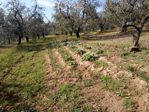 Vai alla scheda: Terreno Agricolo Affitto/Vendita Vinci